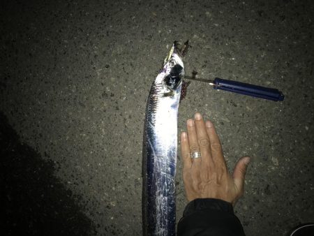 11月13日神戸護岸太刀魚