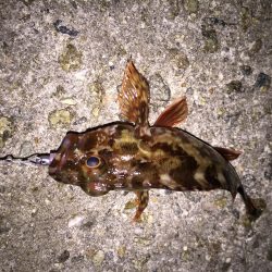 メバリングからのアジング