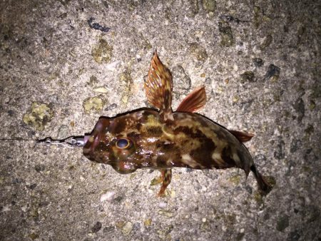 メバリングからのアジング