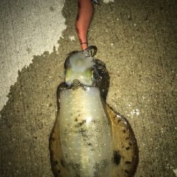 アオリイカとタコ?