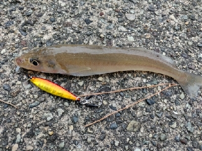 能登半島で五目