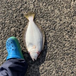 ヒラメ大量接岸 急げC=C=＼(;・_・)／