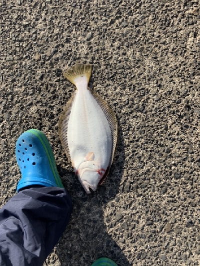 ヒラメ大量接岸 急げC=C=＼(;・_・)／