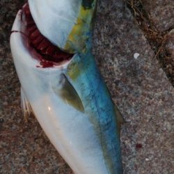 朝マヅメむこいち