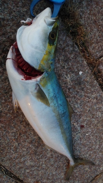 朝マヅメむこいち