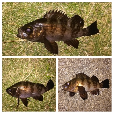 LSJigginger0650〜0730