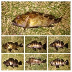 アジンガー1840〜2025