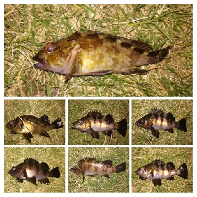 アジンガー1840〜2025