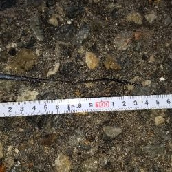 タチウオと大サバ