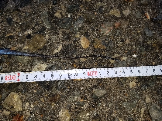 タチウオと大サバ