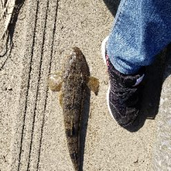 ハゼ狙いが(笑)