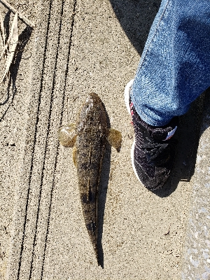 ハゼ狙いが(笑)