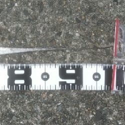 この時期にやっとタチウオ勢いづく