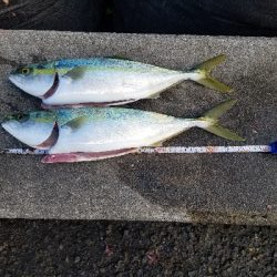 タチウオからの青物