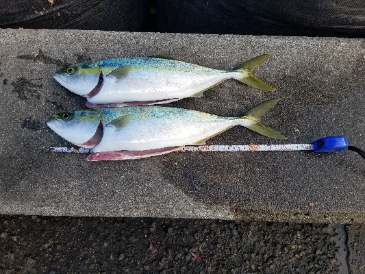 タチウオからの青物