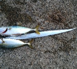 ハマチ２匹と太刀魚1匹