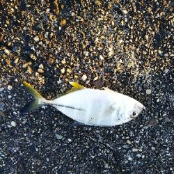 メッキシーズン終盤