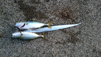 ハマチ２匹と太刀魚1匹