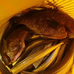 サヨリ！フィーバー