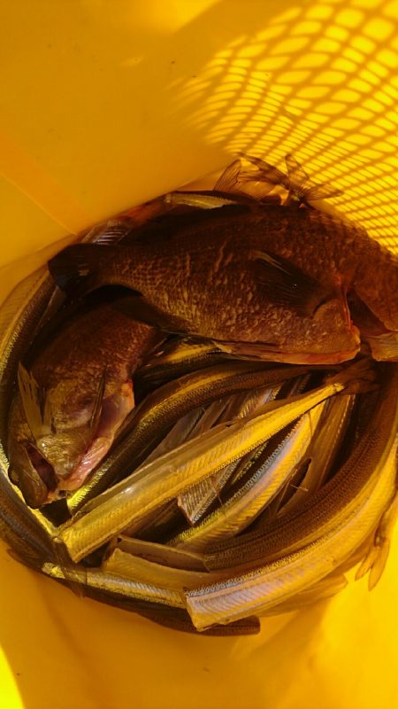 サヨリ！フィーバー