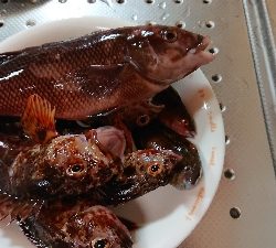 五目釣りとコフダイ釣り