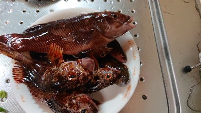 五目釣りとコフダイ釣り