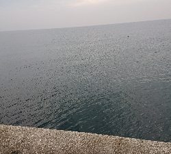 太刀魚狙ったのに