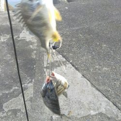 団子釣りでクロダイ狙い