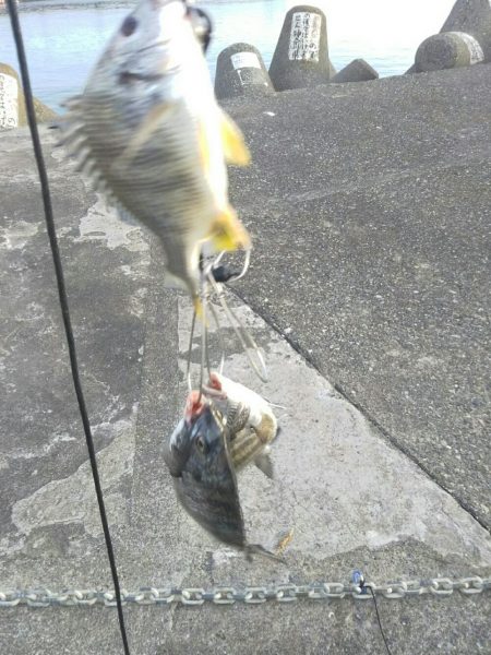 団子釣りでクロダイ狙い
