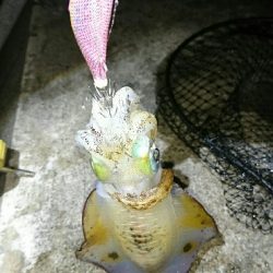 アオリイカ コウイカ