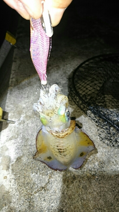 アオリイカ  コウイカ