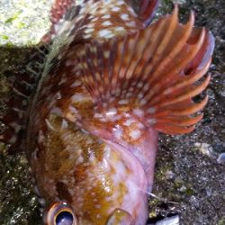 アジ連続ボーズ