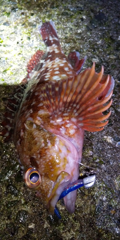 アジ連続ボーズ