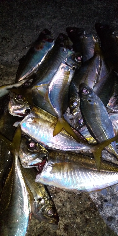 アジ釣りたくて。