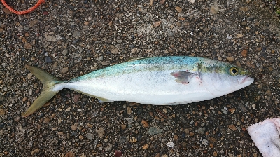 予定外のアジング良型連発