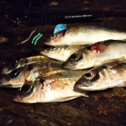 狙いにハマった釣り