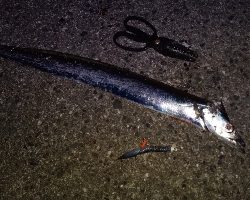 時合いはあっちゅう間