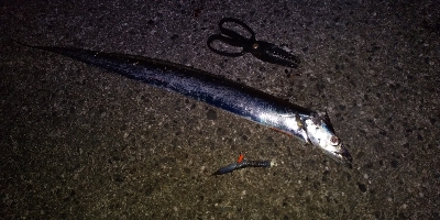 時合いはあっちゅう間