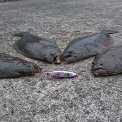 ヒラメ乱舞 爆釣