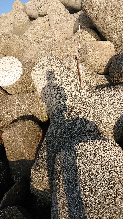 青物今日はお休み？