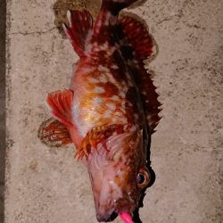 久々のライトゲーム