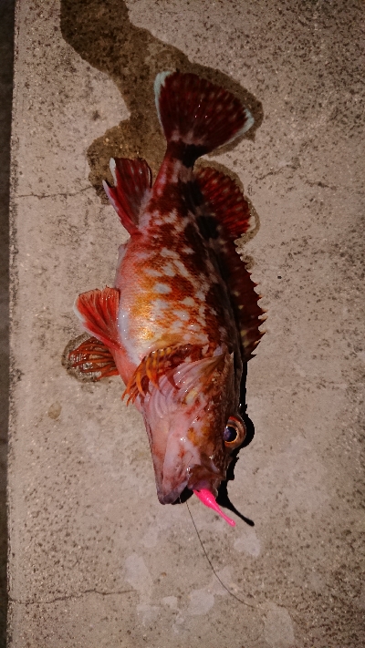 久々のライトゲーム