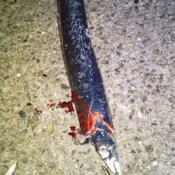 夕方からの短時間釣行