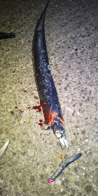 夕方からの短時間釣行