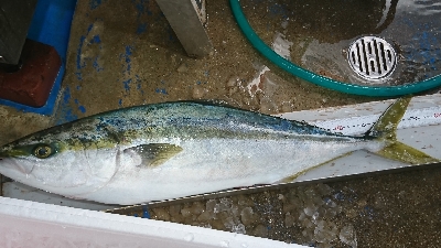 陸っぱりからのブリチャンス！