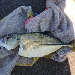 今週もショアジギング