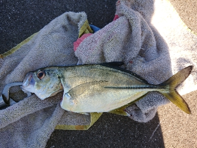 今週もショアジギング