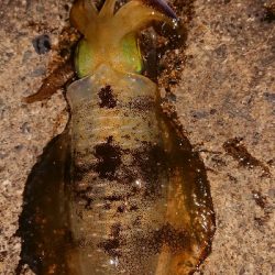 仕事終わりエギング