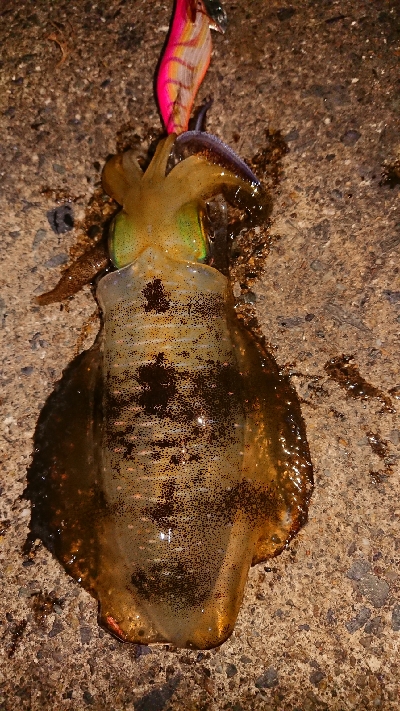 仕事終わりエギング