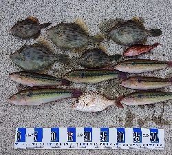 投げ釣り カレイ釣り